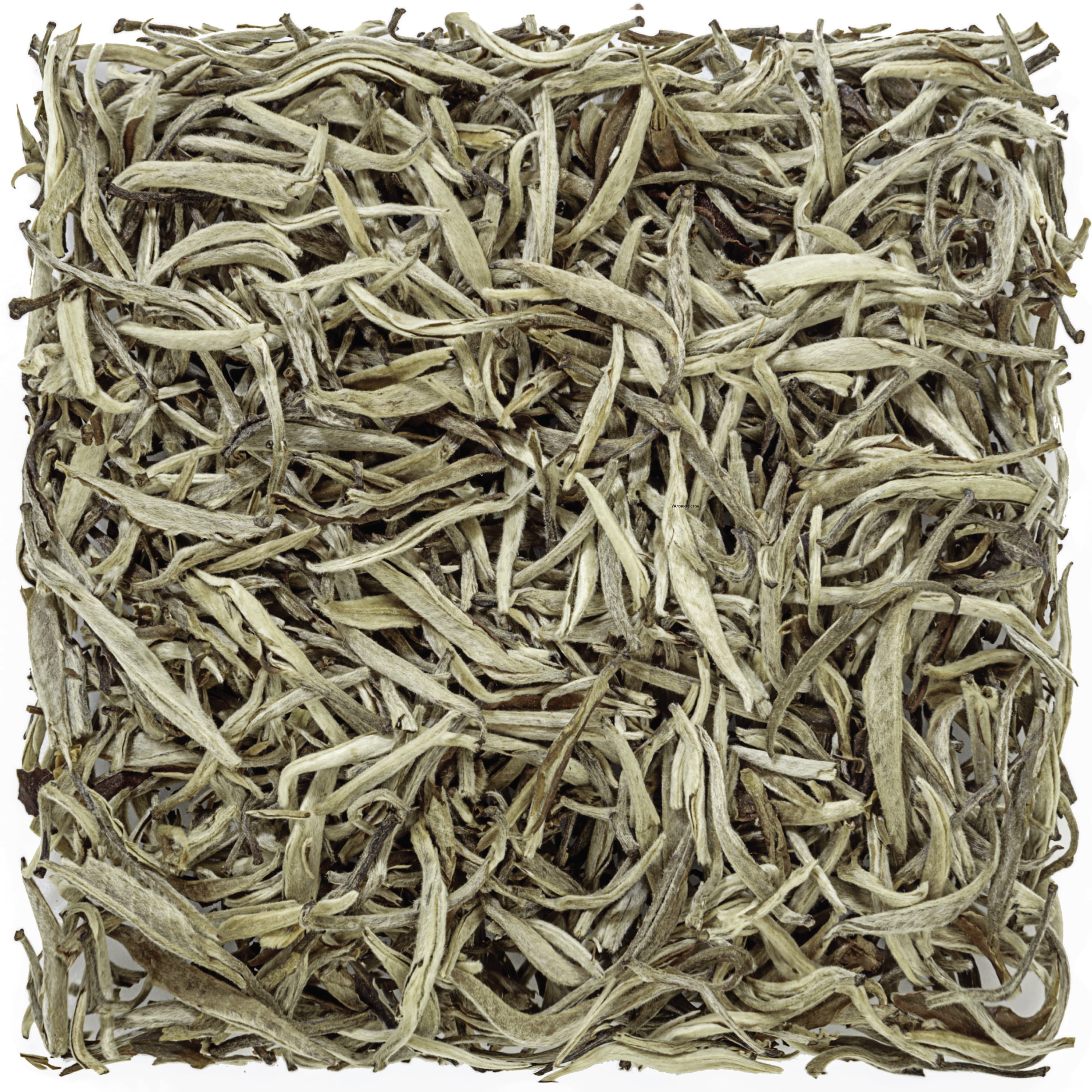 Silver Needle — 1 oz Pouch